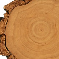 Naturholz für die Verarbeitung zu Möbeln